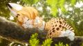 TVアニメ『けものフレンズ』第1期&第2期を7月21日( TVアニメ『けものフレンズ』第1期&第2期を7月21日(