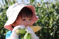6月に植えたトウモロコシを収穫 昭和村「宮田さんち 6月に植えたトウモロコシを収穫 昭和村「宮田さんち