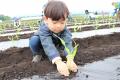 6月に植えたトウモロコシを収穫 昭和村「宮田さんち 6月に植えたトウモロコシを収穫 昭和村「宮田さんち