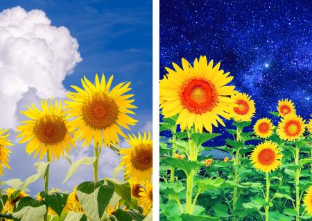 夏休みは「こうべアグリパーク」で遊びつくそう!『ア 夏休みは「こうべアグリパーク」で遊びつくそう!『ア