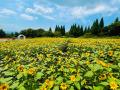 【大分・久住高原】平地マイナス5℃の避暑地!くじゅう 【大分・久住高原】平地マイナス5℃の避暑地!くじゅう