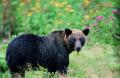 【クマ対策】メディアでも紹介された注目の新商品、つ 【クマ対策】メディアでも紹介された注目の新商品、つ