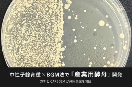 ”中性子線育種 × BGM法”で『産業用酵母』の高機能化へ ”中性子線育種 × BGM法”で『産業用酵母』の高機能化へ