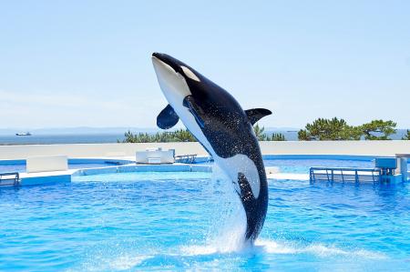 【グランドニッコー淡路】「海と感動に出会う 神戸須 【グランドニッコー淡路】「海と感動に出会う 神戸須