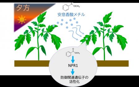 植物は夕方に「香り」で防御態勢を整える―植物間utf-8 植物は夕方に「香り」で防御態勢を整える―植物間utf-8