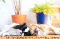 フレブルやパグなど“鼻ぺちゃ犬”の作品・グッズutf-8 フレブルやパグなど“鼻ぺちゃ犬”の作品・グッズutf-8