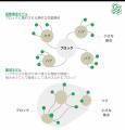 人口減少社会における新たな都市像を探る共同研究プロ 人口減少社会における新たな都市像を探る共同研究プロ