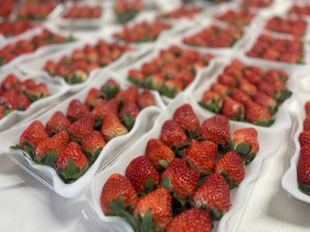 【伊豆長岡温泉×農業】参加満足度100%を記録した「育 【伊豆長岡温泉×農業】参加満足度100%を記録した「育