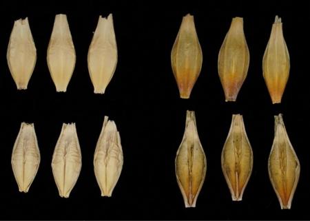 【摂南大学】大麦の硬さに関わる遺伝子を特定 【摂南大学】大麦の硬さに関わる遺伝子を特定