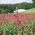 夏の新たな花風景 「サルビア(ローマンレッド) 」見頃 夏の新たな花風景 「サルビア(ローマンレッド) 」見頃