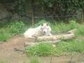 【徳島市】とくしま動物園 STELLA PRESCHOOL ANIMAL K 【徳島市】とくしま動物園 STELLA PRESCHOOL ANIMAL K