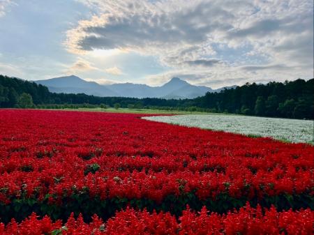 10haの花畑 赤と白のサルビアが「ほぼ満開」に!「カ 10haの花畑 赤と白のサルビアが「ほぼ満開」に!「カ
