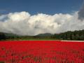 10haの花畑 赤と白のサルビアが「ほぼ満開」に!「カ 10haの花畑 赤と白のサルビアが「ほぼ満開」に!「カ