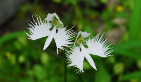 六甲高山植物園 天翔る白鷺(しらさぎ)の如き花utf-8 六甲高山植物園 天翔る白鷺(しらさぎ)の如き花utf-8