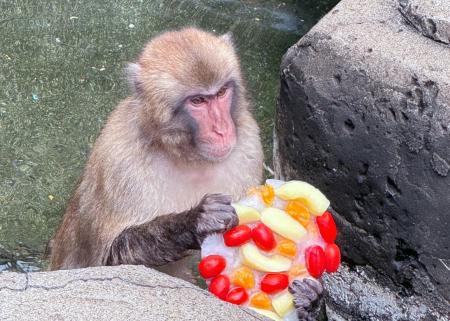 【智光山公園】夏限定!動物たちのひんやりおやつタイ 【智光山公園】夏限定!動物たちのひんやりおやつタイ