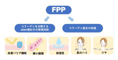 FPPによる皮膚のコラーゲン産生促進と微小循環改utf-8 FPPによる皮膚のコラーゲン産生促進と微小循環改utf-8
