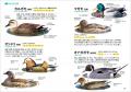大好評の持ち歩きしやすい野鳥図鑑を最新の分類に従っ 大好評の持ち歩きしやすい野鳥図鑑を最新の分類に従っ