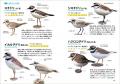 大好評の持ち歩きしやすい野鳥図鑑を最新の分類に従っ 大好評の持ち歩きしやすい野鳥図鑑を最新の分類に従っ
