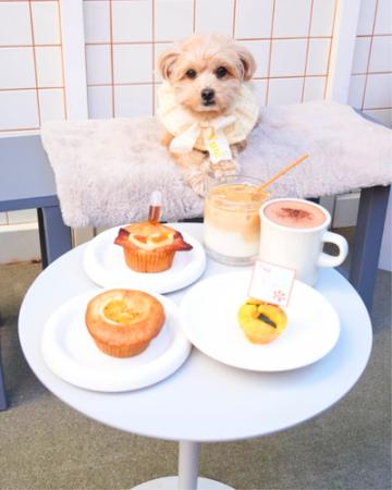 国産無添加トリーツ「Barky Bites」、生マフィン専門 国産無添加トリーツ「Barky Bites」、生マフィン専門