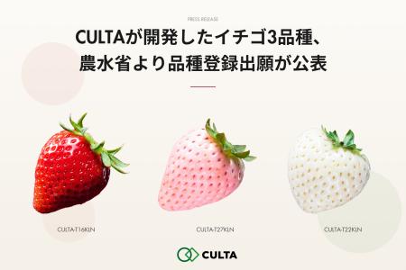 CULTAが開発したイチゴ3品種、農水省より品種登録出願 CULTAが開発したイチゴ3品種、農水省より品種登録出願
