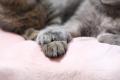 約4万人が受験した世界最大級の猫知識専門検定「ねこ 約4万人が受験した世界最大級の猫知識専門検定「ねこ