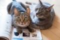約4万人が受験した世界最大級の猫知識専門検定「ねこ 約4万人が受験した世界最大級の猫知識専門検定「ねこ