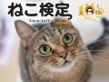 猫の腎臓病ゼロを目指して。AIMが変える猫と人の未来 猫の腎臓病ゼロを目指して。AIMが変える猫と人の未来