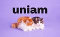 8月8日は世界ねこの日。「価格はあなたが決める」パッ 8月8日は世界ねこの日。「価格はあなたが決める」パッ
