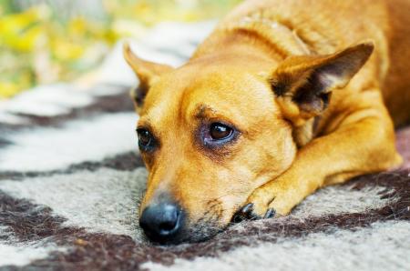 「愛犬のため息」53.00%の飼い主が経験、内約3割が体 「愛犬のため息」53.00%の飼い主が経験、内約3割が体