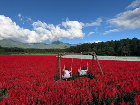 10haの花畑の中に“絶景ブランコ”新登場。八ヶ岳と赤サ 10haの花畑の中に“絶景ブランコ”新登場。八ヶ岳と赤サ