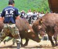 【夏休み最後の旅育・参加者募集】牛とふれあい、「い 【夏休み最後の旅育・参加者募集】牛とふれあい、「い