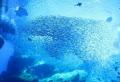 【仙台うみの杜水族館】夏に続いて秋のコラボレーショ 【仙台うみの杜水族館】夏に続いて秋のコラボレーショ