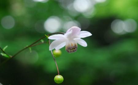 六甲高山植物園 林床に咲く涼しげな花森の妖精 utf-8 六甲高山植物園 林床に咲く涼しげな花森の妖精 utf-8