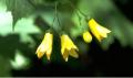 六甲高山植物園 林床に咲く涼しげな花森の妖精 utf-8 六甲高山植物園 林床に咲く涼しげな花森の妖精 utf-8