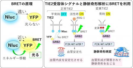 生きた細胞の「光」で希少血管奇形の治療薬探索に向け 生きた細胞の「光」で希少血管奇形の治療薬探索に向け