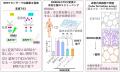 生きた細胞の「光」で希少血管奇形の治療薬探索に向け 生きた細胞の「光」で希少血管奇形の治療薬探索に向け