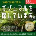 【南都グループ周年事業】沖縄各地のガジュマルと人々 【南都グループ周年事業】沖縄各地のガジュマルと人々