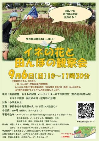 たった1時間だけ咲く古代米の花を観察 たった1時間だけ咲く古代米の花を観察