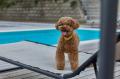 奈良ではまだ少ない愛犬と泊まれるリゾートホテル 3 奈良ではまだ少ない愛犬と泊まれるリゾートホテル 3