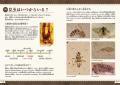 「昆虫検定」合格をめざせ! 唯一の公式テキストが登 「昆虫検定」合格をめざせ! 唯一の公式テキストが登