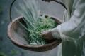 【庭のハーブを、自宅で蒸留】植物蒸留を身近にする家 【庭のハーブを、自宅で蒸留】植物蒸留を身近にする家