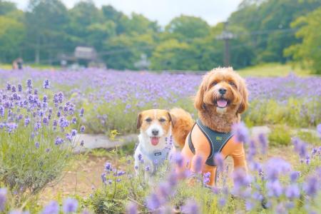 愛犬とのお出かけアプリ「ワンナビ」、地域共創型ドッ 愛犬とのお出かけアプリ「ワンナビ」、地域共創型ドッ