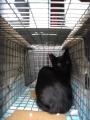 投資家・マイキー佐野、保護猫団体「NPO法人しっぽの 投資家・マイキー佐野、保護猫団体「NPO法人しっぽの