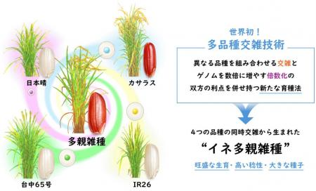 世界初、イネの4つの品種を同時に交雑する「多品utf-8 世界初、イネの4つの品種を同時に交雑する「多品utf-8