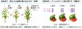 世界初、イネの4つの品種を同時に交雑する「多品utf-8 世界初、イネの4つの品種を同時に交雑する「多品utf-8