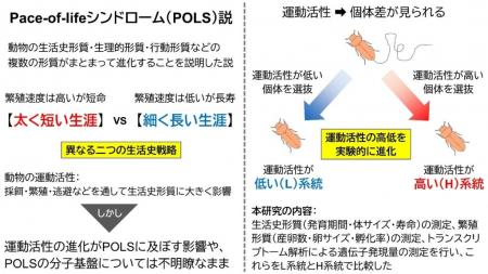 【玉川大学農学部 佐々木謙教授 共同研究成果】utf-8 【玉川大学農学部 佐々木謙教授 共同研究成果】utf-8