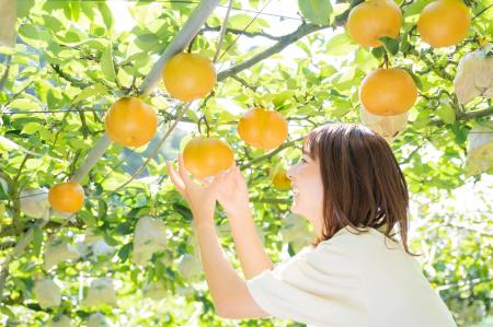 【佐賀・伊万里】旬の伊万里梨を味わう2日間!8月29日 【佐賀・伊万里】旬の伊万里梨を味わう2日間!8月29日