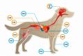 シニア犬との毎日にCBDという選択肢を。Cansuna(R)、 シニア犬との毎日にCBDという選択肢を。Cansuna(R)、