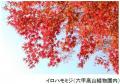 六甲高山植物園 ROKKO森の音ミュージアム 文化の秋 月 六甲高山植物園 ROKKO森の音ミュージアム 文化の秋 月