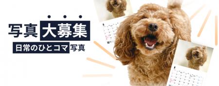 《POCHI》うちの子(犬)の“なんでもない日常のひとコ 《POCHI》うちの子(犬)の“なんでもない日常のひとコ